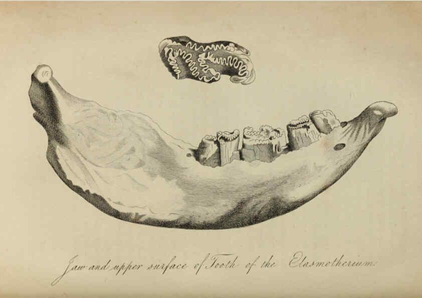 Reproducción/Reproduction 6217529516: The fossil remains of the animal kingdom London :Whittaker, Treacher,1830