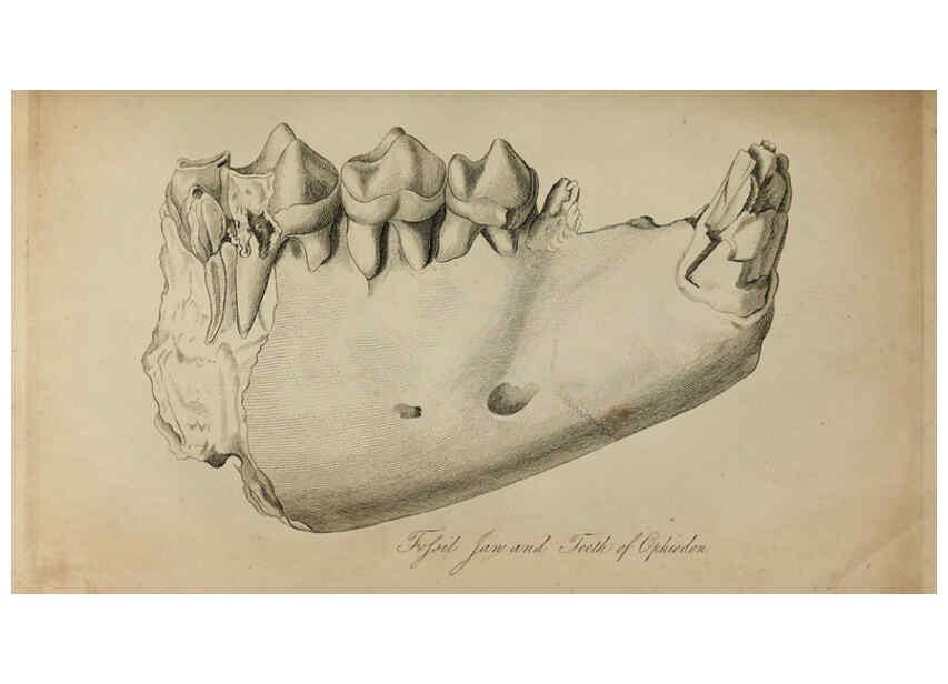 Reproducción/Reproduction 6217011071: The fossil remains of the animal kingdom London :Whittaker, Treacher,1830