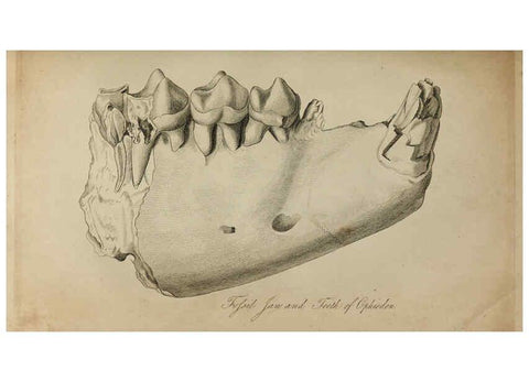 Reproducción/Reproduction 6217011071: The fossil remains of the animal kingdom London :Whittaker, Treacher,1830