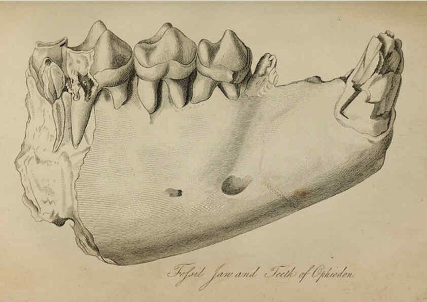 Reproducción/Reproduction 6217011071: The fossil remains of the animal kingdom London :Whittaker, Treacher,1830