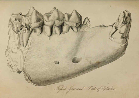 Reproducción/Reproduction 6217011071: The fossil remains of the animal kingdom London :Whittaker, Treacher,1830