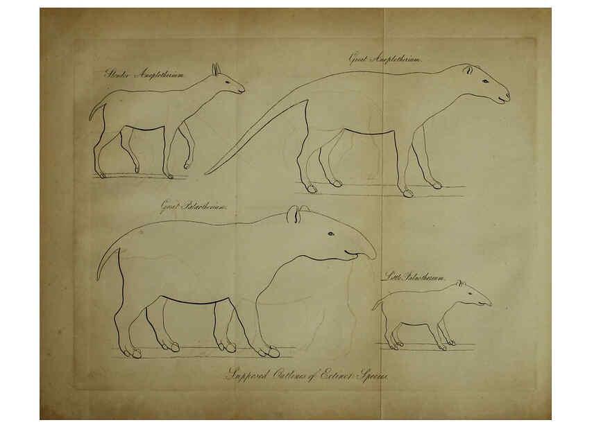 Reproducción/Reproduction 6217011289: The fossil remains of the animal kingdom London :Whittaker, Treacher,1830