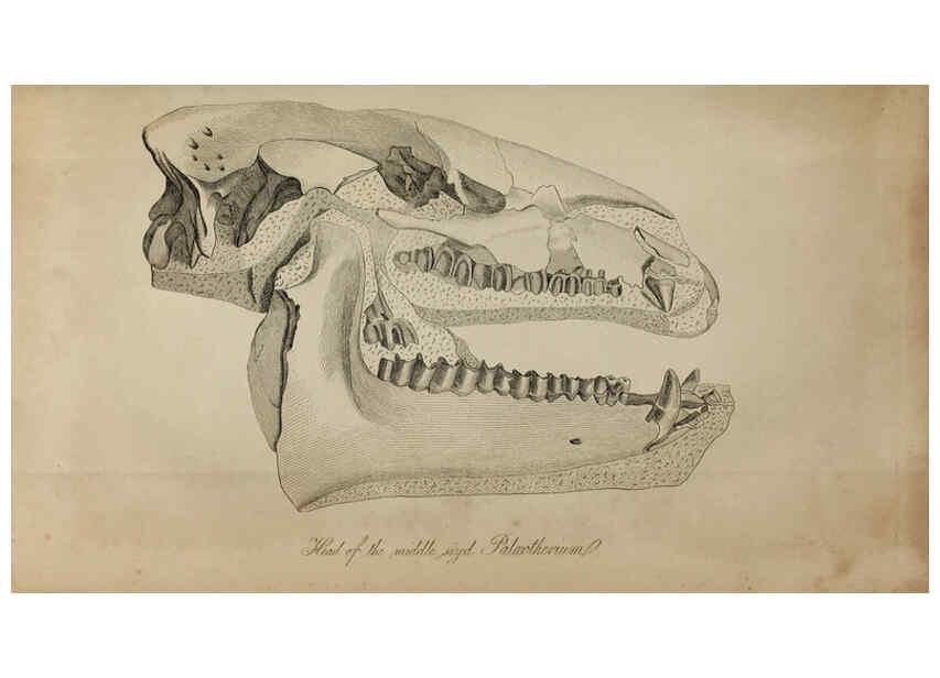 Reproducción/Reproduction 6217011465: The fossil remains of the animal kingdom London :Whittaker, Treacher,1830
