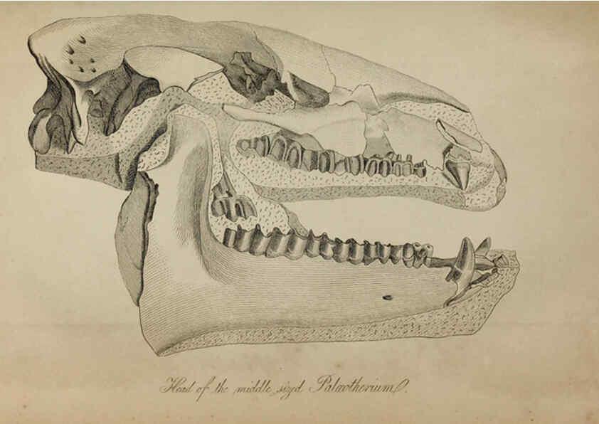 Reproducción/Reproduction 6217011465: The fossil remains of the animal kingdom London :Whittaker, Treacher,1830