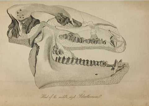 Reproducción/Reproduction 6217011465: The fossil remains of the animal kingdom London :Whittaker, Treacher,1830