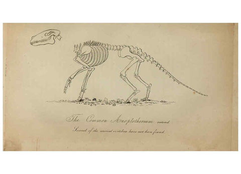 Reproducción/Reproduction 6217011827: The fossil remains of the animal kingdom London :Whittaker, Treacher,1830