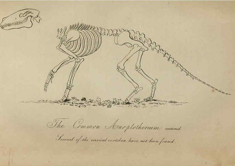 Reproducción/Reproduction 6217011827: The fossil remains of the animal kingdom London :Whittaker, Treacher,1830