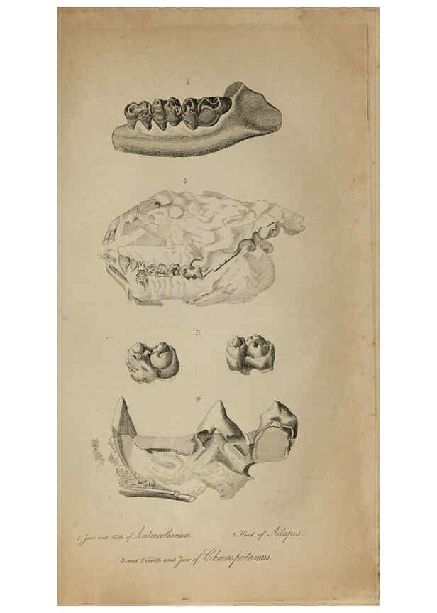 Reproducción/Reproduction 6217530656: The fossil remains of the animal kingdom London :Whittaker, Treacher,1830