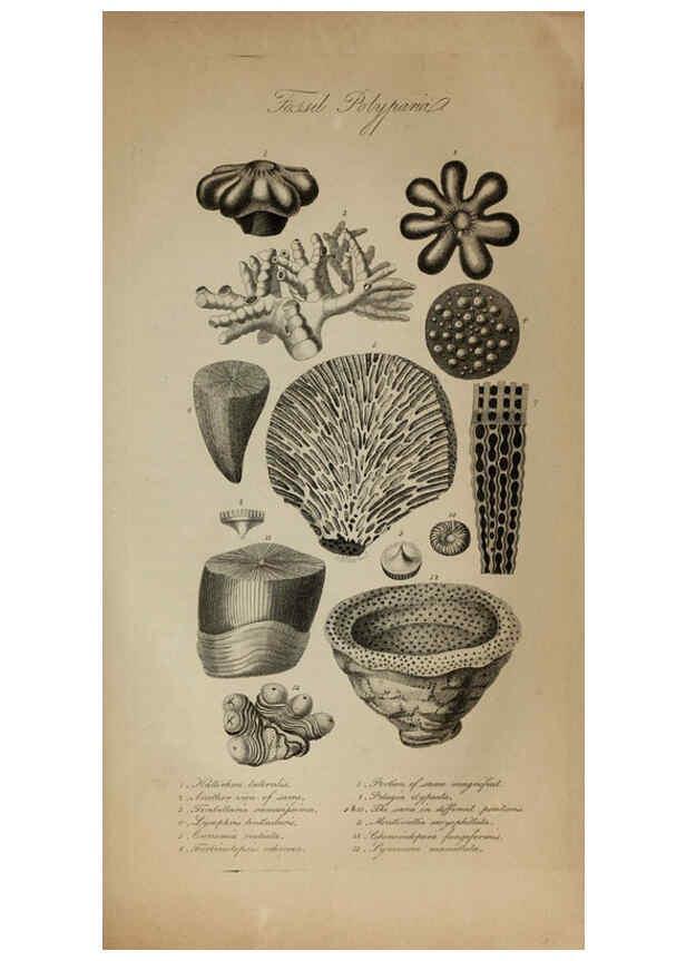 Reproducción/Reproduction 6217038447: The fossil remains of the animal kingdom London :Whittaker, Treacher,1830