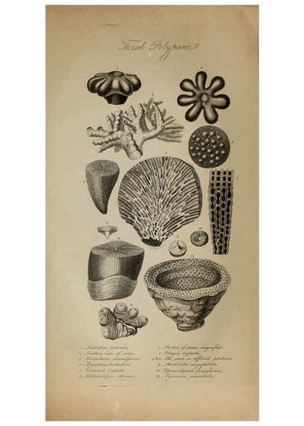 Reproducción/Reproduction 6217038447: The fossil remains of the animal kingdom London :Whittaker, Treacher,1830