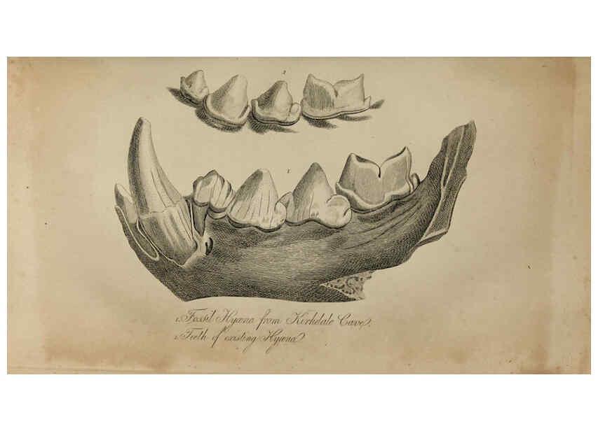 Reproducción/Reproduction 6217012213: The fossil remains of the animal kingdom London :Whittaker, Treacher,1830
