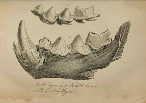 Reproducción/Reproduction 6217012213: The fossil remains of the animal kingdom London :Whittaker, Treacher,1830