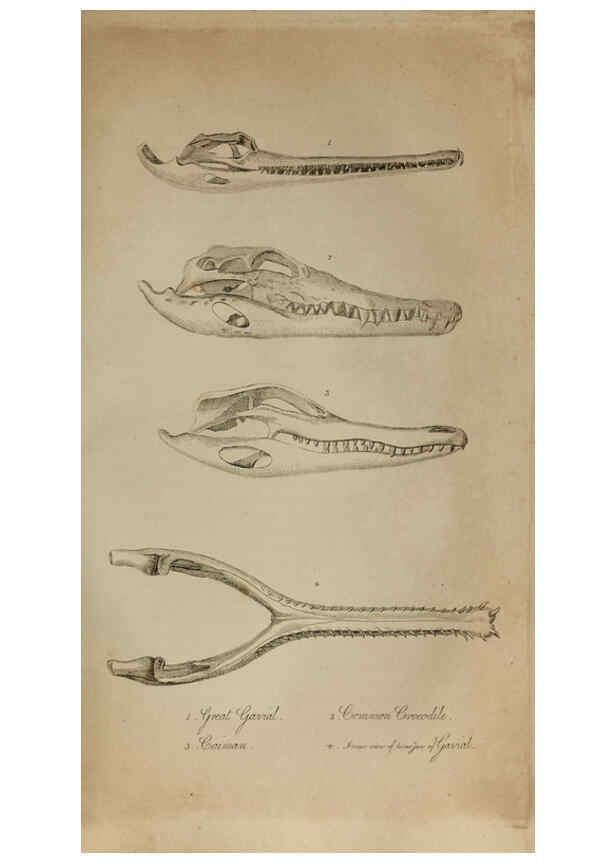 Reproducción/Reproduction 6217531374: The fossil remains of the animal kingdom London :Whittaker, Treacher,1830