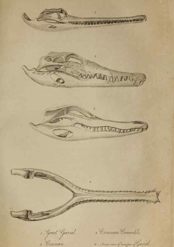 Reproducción/Reproduction 6217531374: The fossil remains of the animal kingdom London :Whittaker, Treacher,1830