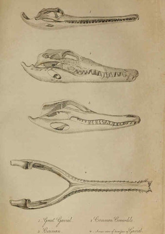 Reproducción/Reproduction 6217531374: The fossil remains of the animal kingdom London :Whittaker, Treacher,1830