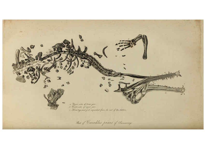 Reproducción/Reproduction 6217012921: The fossil remains of the animal kingdom London :Whittaker, Treacher,1830