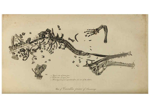 Reproducción/Reproduction 6217012921: The fossil remains of the animal kingdom London :Whittaker, Treacher,1830
