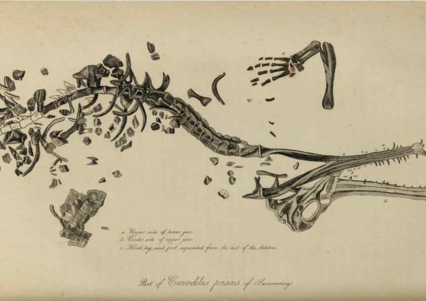 Reproducción/Reproduction 6217012921: The fossil remains of the animal kingdom London :Whittaker, Treacher,1830