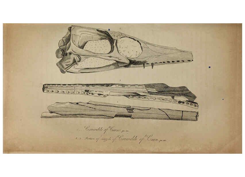 Reproducción/Reproduction 6217531768: The fossil remains of the animal kingdom London :Whittaker, Treacher,1830