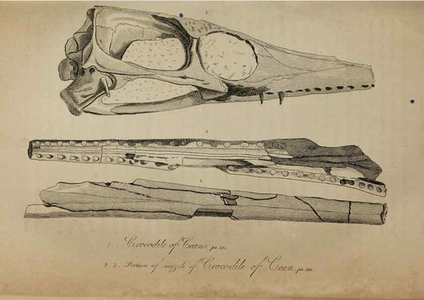 Reproducción/Reproduction 6217531768: The fossil remains of the animal kingdom London :Whittaker, Treacher,1830