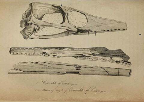 Reproducción/Reproduction 6217531768: The fossil remains of the animal kingdom London :Whittaker, Treacher,1830