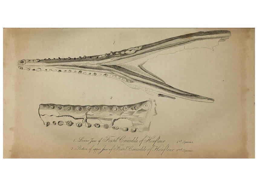 Reproducción/Reproduction 6217532022: The fossil remains of the animal kingdom London :Whittaker, Treacher,1830