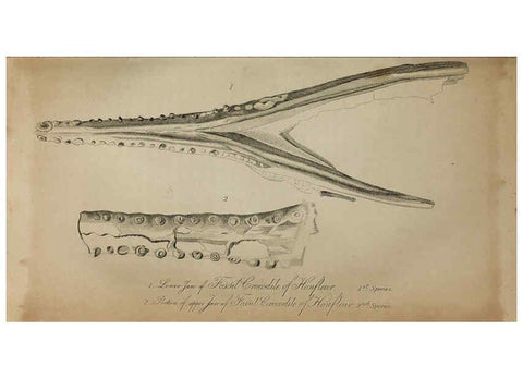 Reproducción/Reproduction 6217532022: The fossil remains of the animal kingdom London :Whittaker, Treacher,1830