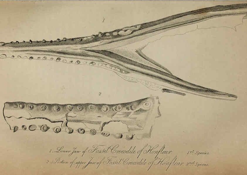 Reproducción/Reproduction 6217532022: The fossil remains of the animal kingdom London :Whittaker, Treacher,1830
