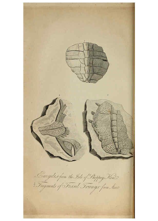 Reproducción/Reproduction 6217013765: The fossil remains of the animal kingdom London :Whittaker, Treacher,1830