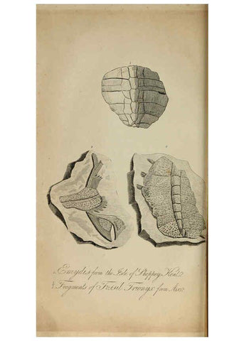 Reproducción/Reproduction 6217013765: The fossil remains of the animal kingdom London :Whittaker, Treacher,1830