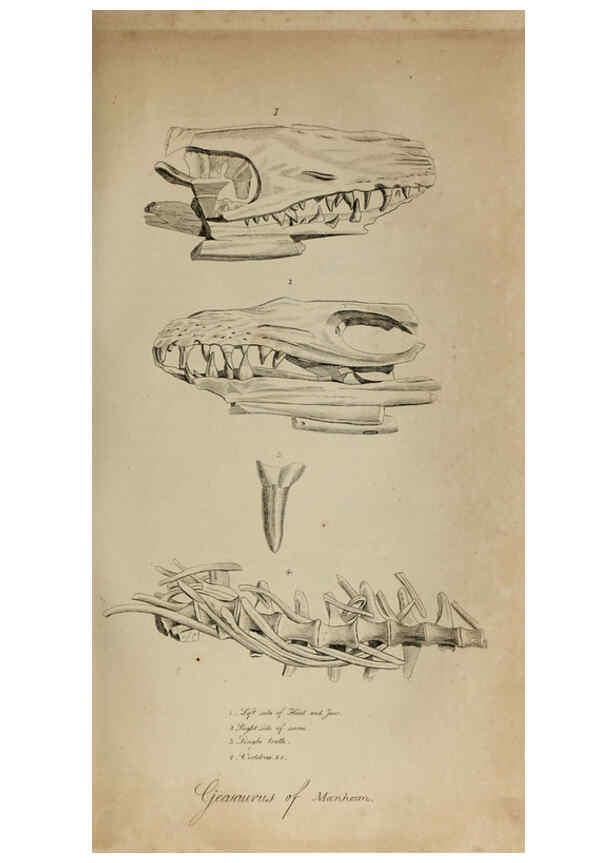 Reproducción/Reproduction 6217532582: The fossil remains of the animal kingdom London :Whittaker, Treacher,1830
