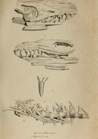 Reproducción/Reproduction 6217532582: The fossil remains of the animal kingdom London :Whittaker, Treacher,1830