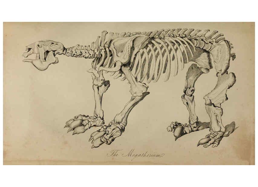 Reproducción/Reproduction 6217531178: The fossil remains of the animal kingdom London :Whittaker, Treacher,1830
