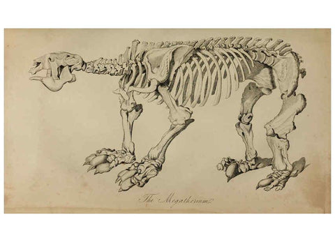 Reproducción/Reproduction 6217531178: The fossil remains of the animal kingdom London :Whittaker, Treacher,1830