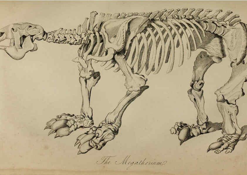 Reproducción/Reproduction 6217531178: The fossil remains of the animal kingdom London :Whittaker, Treacher,1830
