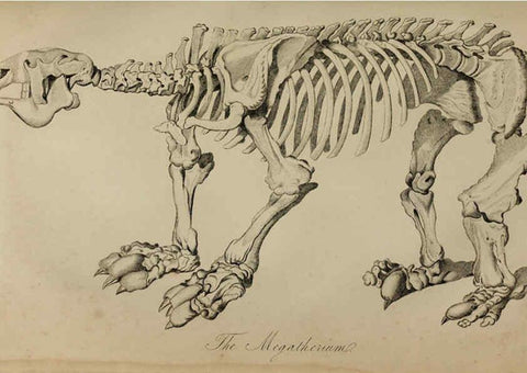 Reproducción/Reproduction 6217531178: The fossil remains of the animal kingdom London :Whittaker, Treacher,1830