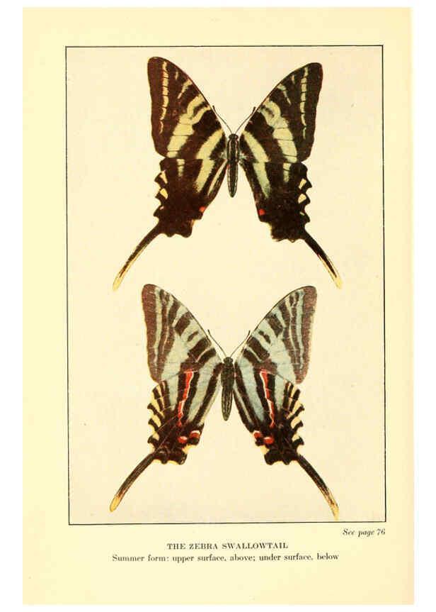 Reproducción/Reproduction 6220528060: ...Butterflies worth knowing Garden City, New York,Doubleday, Page & company[c1917] 