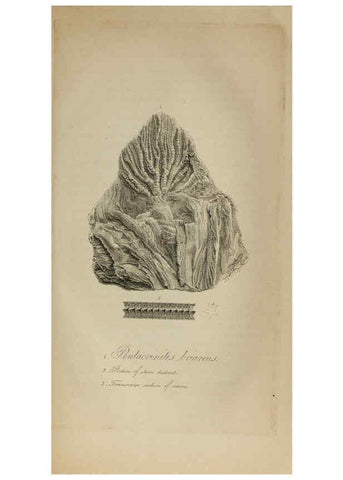 Reproducción/Reproduction 6217557626: The fossil remains of the animal kingdom London :Whittaker, Treacher,1830