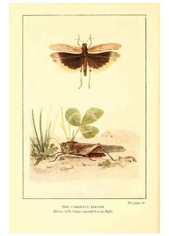 Reproducción/Reproduction 6220524520: ...Butterflies worth knowing Garden City, New York,Doubleday, Page & company[c1917] 