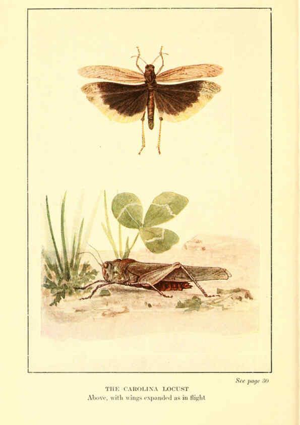 Reproducción/Reproduction 6220524520: ...Butterflies worth knowing Garden City, New York,Doubleday, Page & company[c1917] 