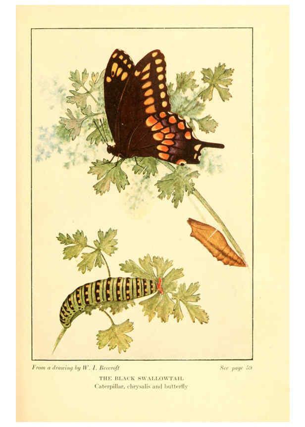 Reproducción/Reproduction 6220524734: ...Butterflies worth knowing Garden City, New York,Doubleday, Page & company[c1917] 