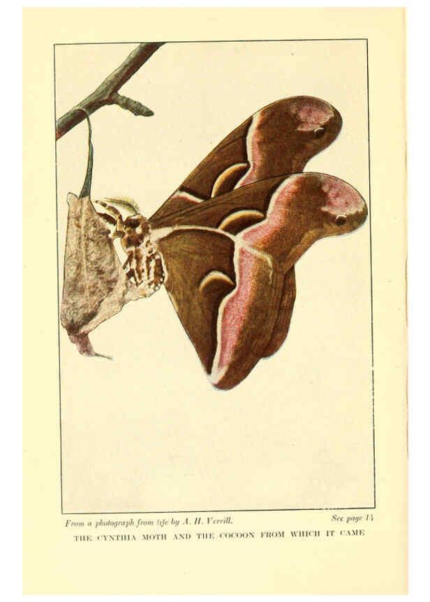 Reproducción/Reproduction 6220525420: ...Butterflies worth knowing Garden City, New York,Doubleday, Page & company[c1917] 