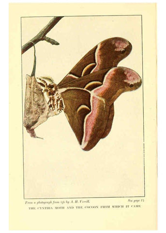 Reproducción/Reproduction 6220525420: ...Butterflies worth knowing Garden City, New York,Doubleday, Page & company[c1917] 