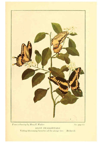 Reproducción/Reproduction 6220004231: ...Butterflies worth knowing Garden City, New York,Doubleday, Page & company[c1917] 