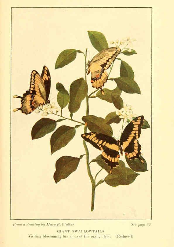 Reproducción/Reproduction 6220004231: ...Butterflies worth knowing Garden City, New York,Doubleday, Page & company[c1917] 