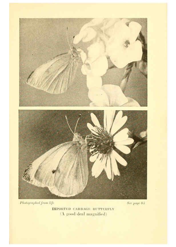 Reproducción/Reproduction 6220004621: ...Butterflies worth knowing Garden City, New York,Doubleday, Page & company[c1917] 