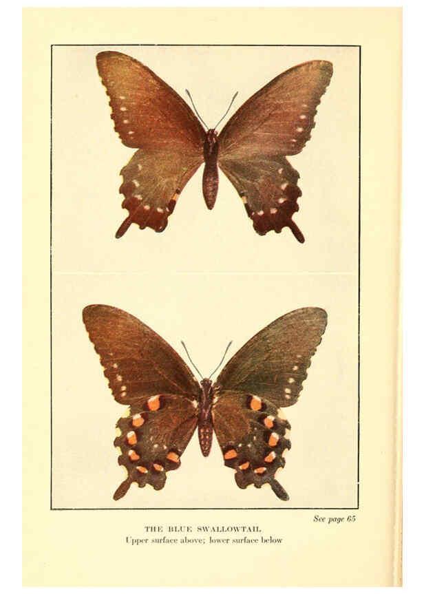 Reproducción/Reproduction 6220004829: ...Butterflies worth knowing Garden City, New York,Doubleday, Page & company[c1917] 