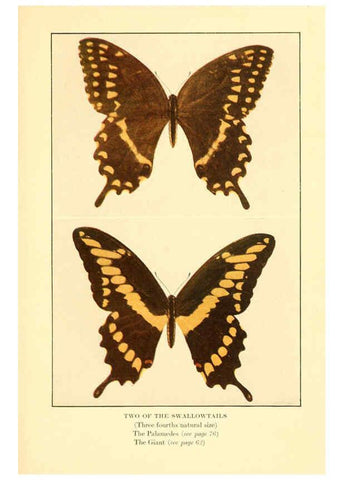 Reproducción/Reproduction 6220005045: ...Butterflies worth knowing Garden City, New York,Doubleday, Page & company[c1917] 