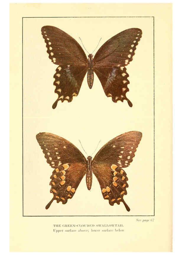 Reproducción/Reproduction 6220526768: ...Butterflies worth knowing Garden City, New York,Doubleday, Page & company[c1917] 