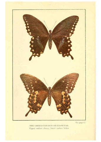 Reproducción/Reproduction 6220526768: ...Butterflies worth knowing Garden City, New York,Doubleday, Page & company[c1917] 